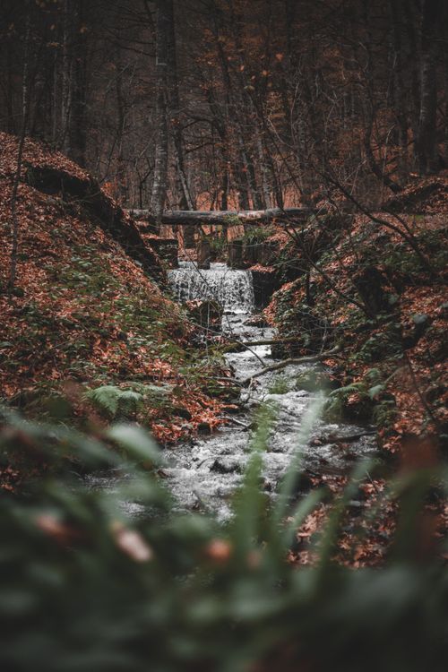 Free A peaceful autumn scene of a stream flowing through a dense forest with a small waterfall and fallen leaves. Stock Photo