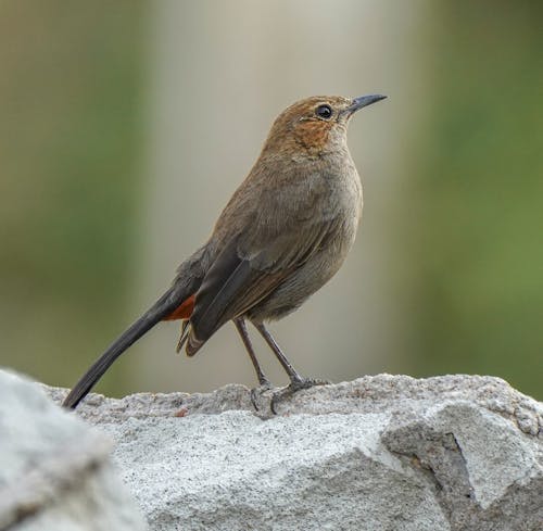 Free Brown Bird on Gray Rock Stock Photo