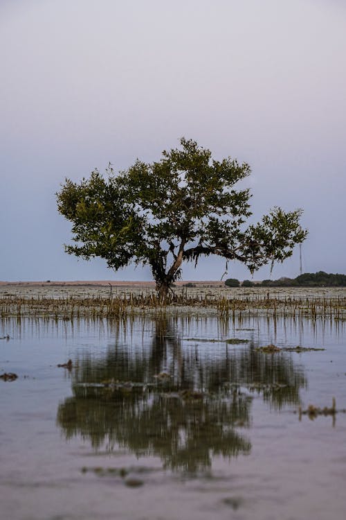 Reflection of Tree on the Lake 