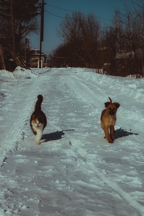 Cat and Dog Walking on Snow Covered Ground