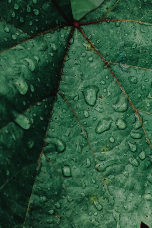 Free Detailed view of a fresh green leaf adorned with water droplets, emphasizing natural texture. Stock Photo