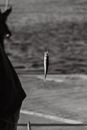 Grayscale Photo of a Fish on a Rod