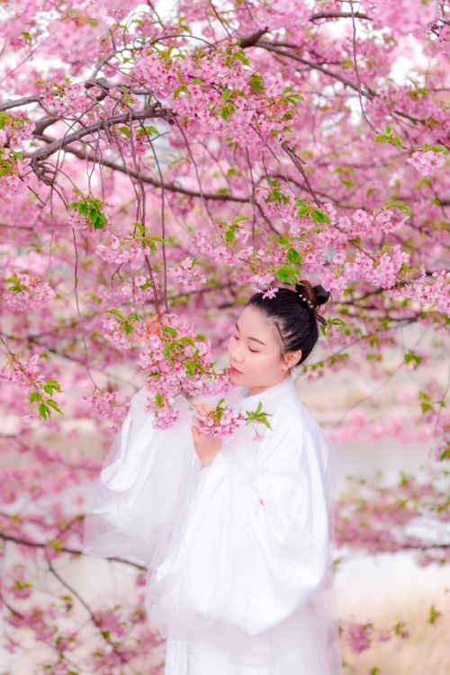 Free Asian woman in traditional clothing enjoys beautiful cherry blossoms outdoors. Stock Photo