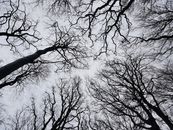 Bare Tree Trunks Under a Clear Sky