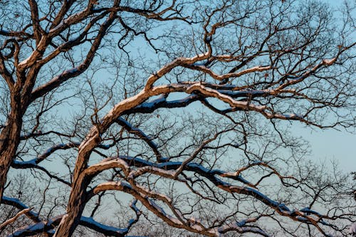 grátis Foto profissional grátis de árvore, céu azul, descoberto Foto profissional