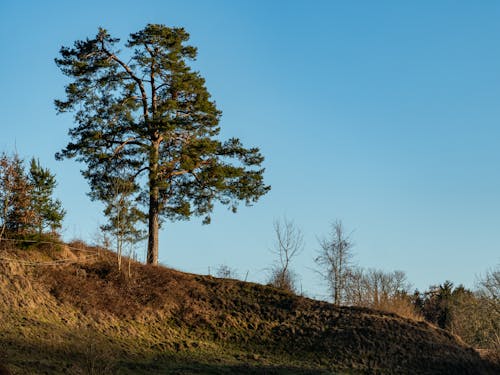 Darmowe zdjęcie z galerii z błękitne niebo, botaniczny, brązowa trawa