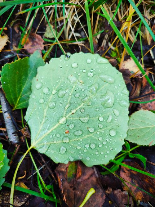 Free stock photo of after the rain, aspen, drops Stock Photo