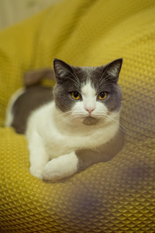 Free White and Black Short Fur Cat Stock Photo