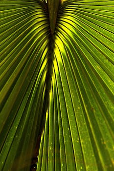 Detailed view of a tropical palm leaf with vibrant green hues. Ideal for nature backgrounds and environmental themes.