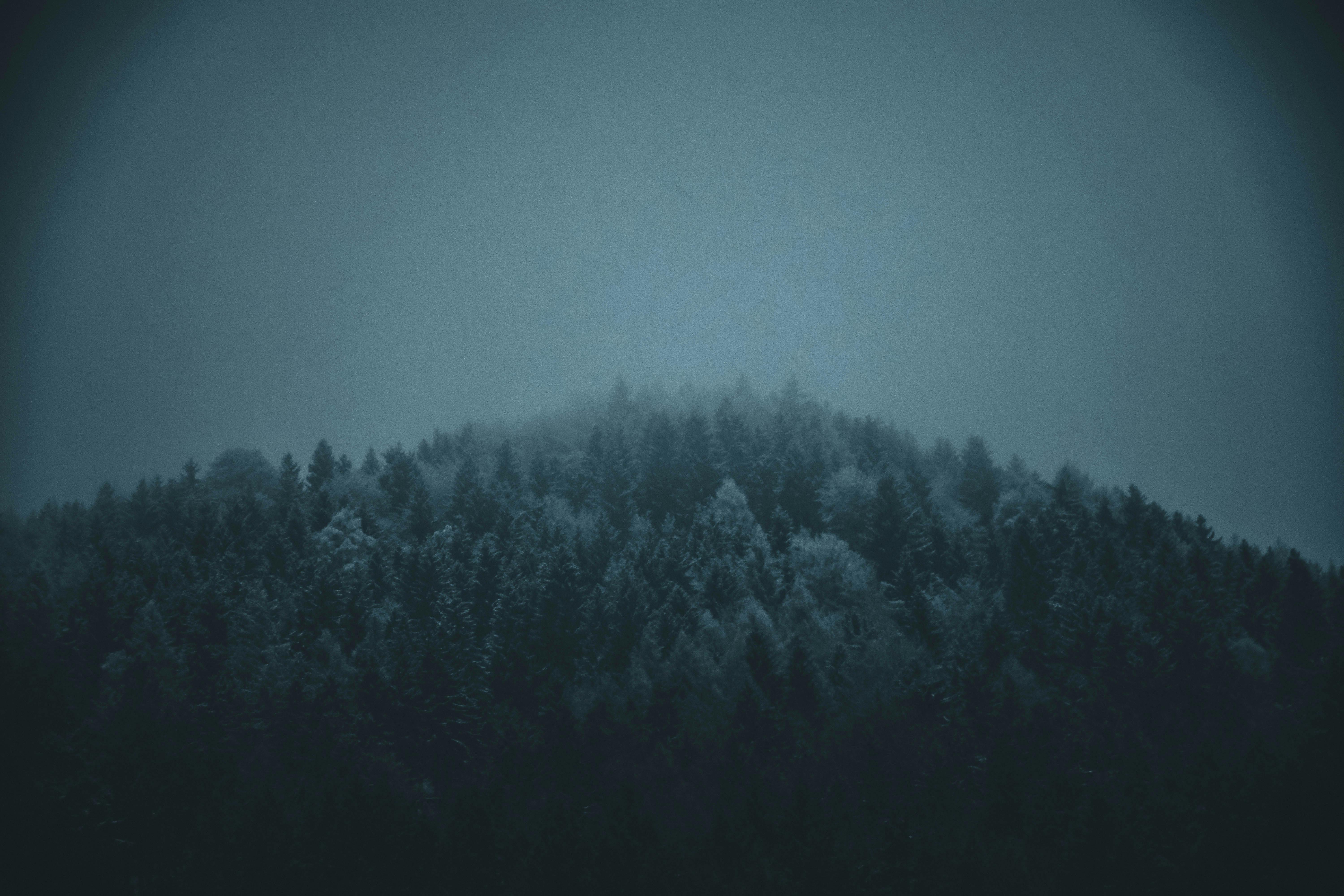 Dark Forest Photos, Download The BEST Free Dark Forest Stock Photos & HD  Images