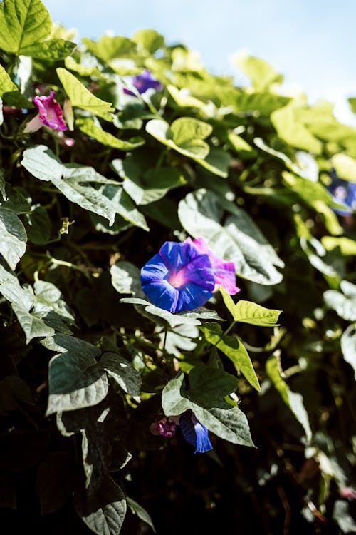 Photo of a Morning Glory Flower Near Green Leaves