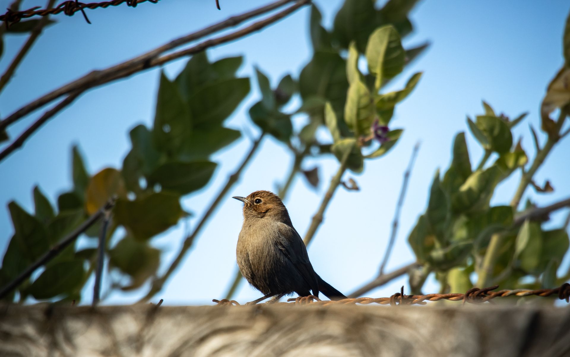 A wren perched on a branch in a natural setting, showcasing wildlife beauty.