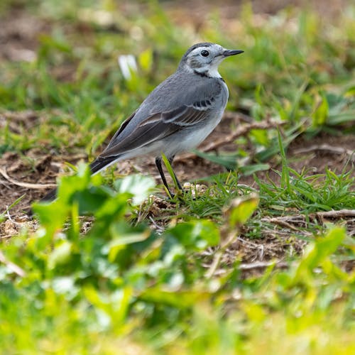White Wagtail Perched on the Ground
