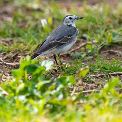 Free White wagtail bird standing on grass, showcasing vivid plumage and natural habitat. Stock Photo
