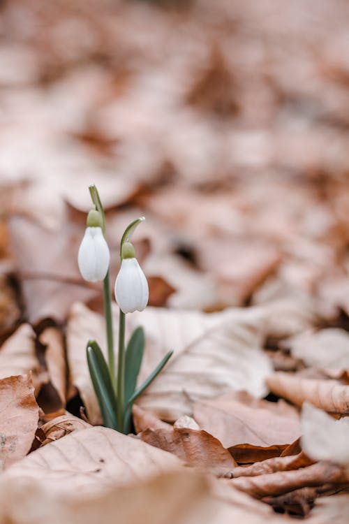 Snowdrop Flowers in Close-up Photography