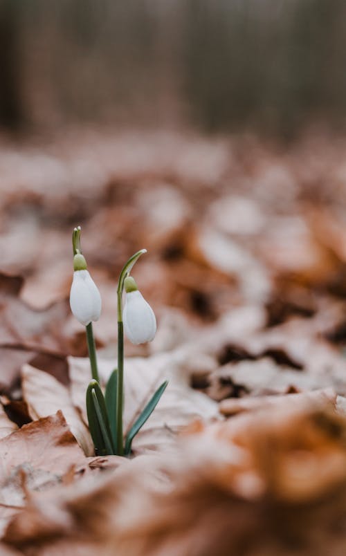 Close-up Photo of Snowdrop Flowers