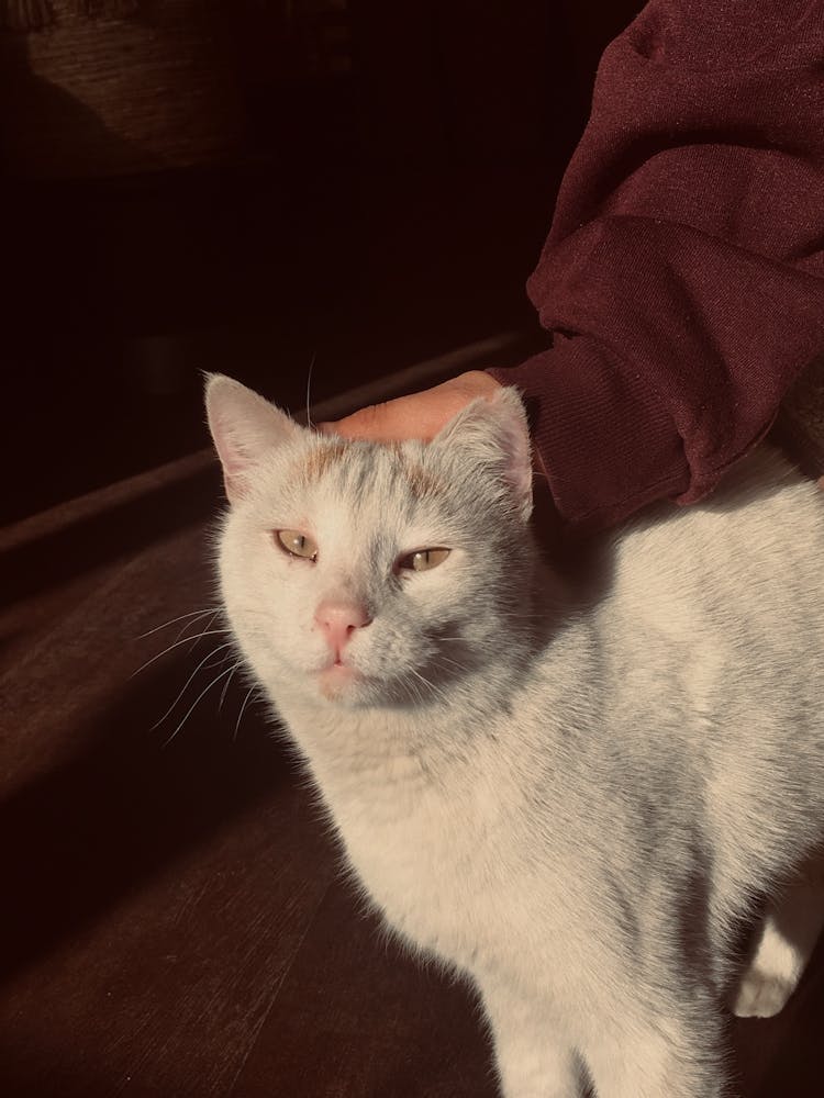 A Person's Hand Petting A White Cat