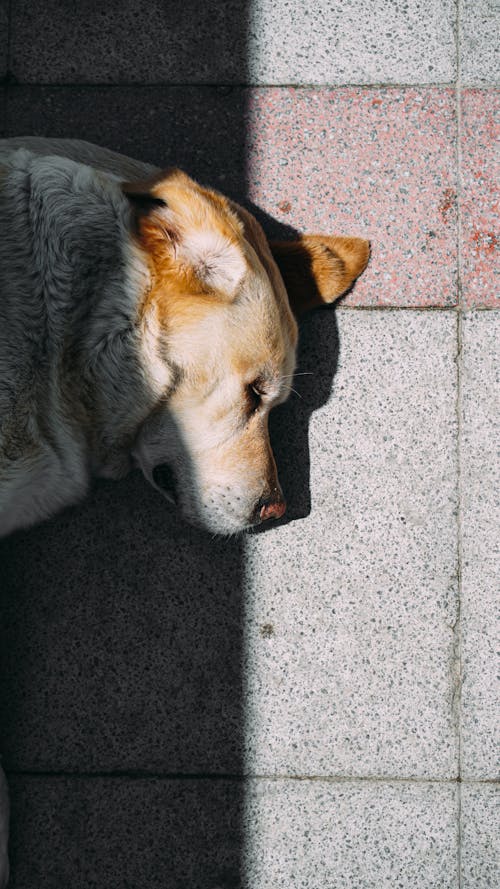 A Brown and White Dog Sleeping on the Ground
