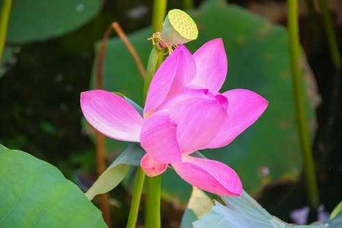 「インディアンロータス」, nelumbo nucifera, ピンクの無料の写真素材