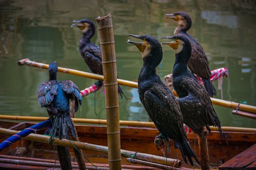 Cormorants Perched on a Boat