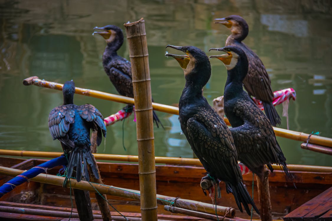 Free Cormorants Perched on a Boat Stock Photo