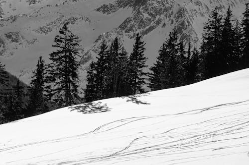 Бесплатное стоковое фото с деревья, зима, лыжный склон