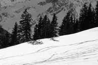 Green Pine Trees on Snow Covered Mountain