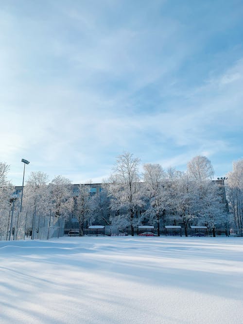 A Leafless Trees on a Snow Covered Ground Under the Cloudy Sky