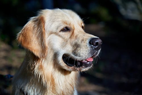 Kostenloses Stock Foto zu bezaubernd, golden retriever, haustier