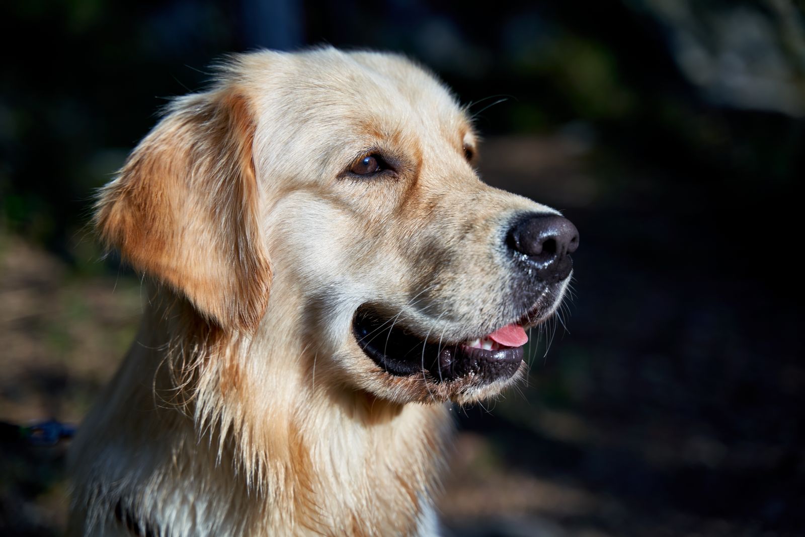 Milo the Labrador at Shadow K9
