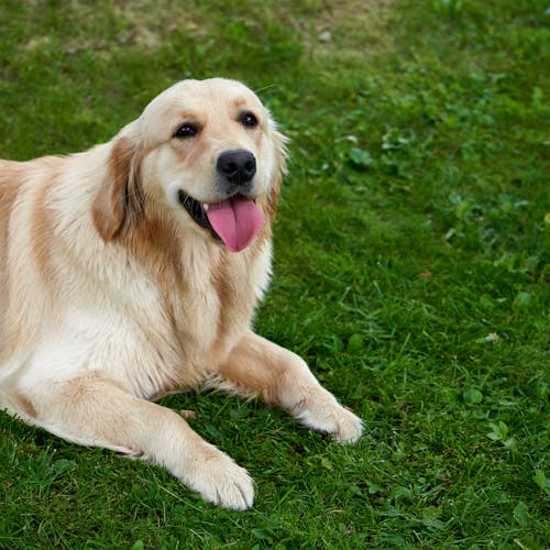 A Golden Retriever Lying on Green Grass Field