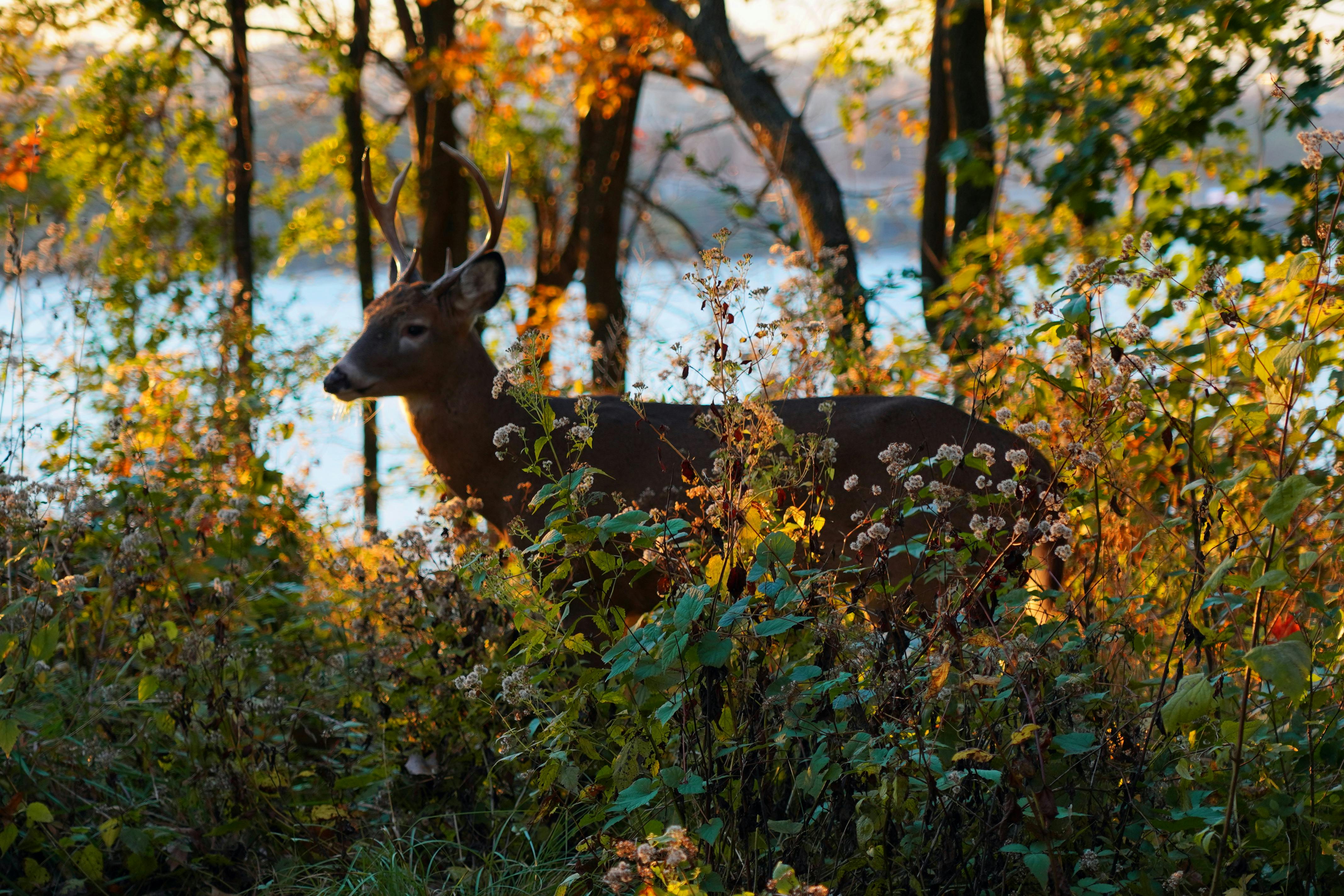 grátis Foto profissional grátis de animais selvagens, animal, ao ar livre Foto profissional