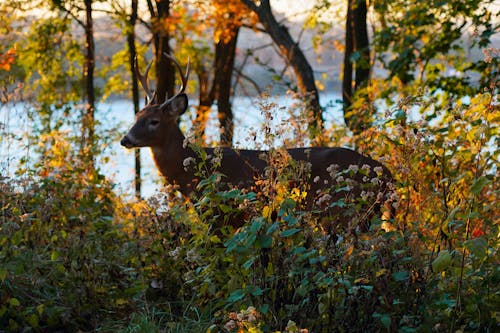 Photos gratuites de animal, arbres, bois