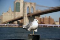 White Bird on Brown Wooden Post