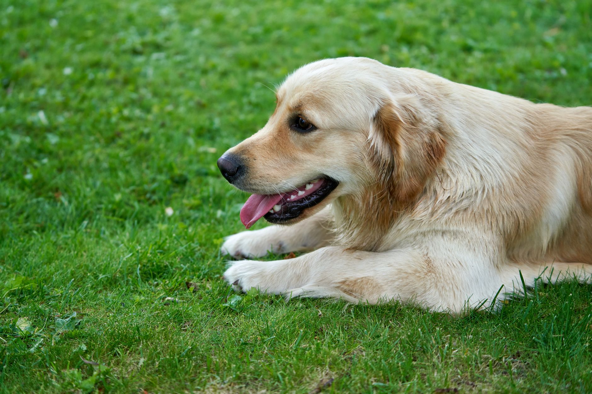 Hand-painted golden retriever portrait showing artistic detail and warmth