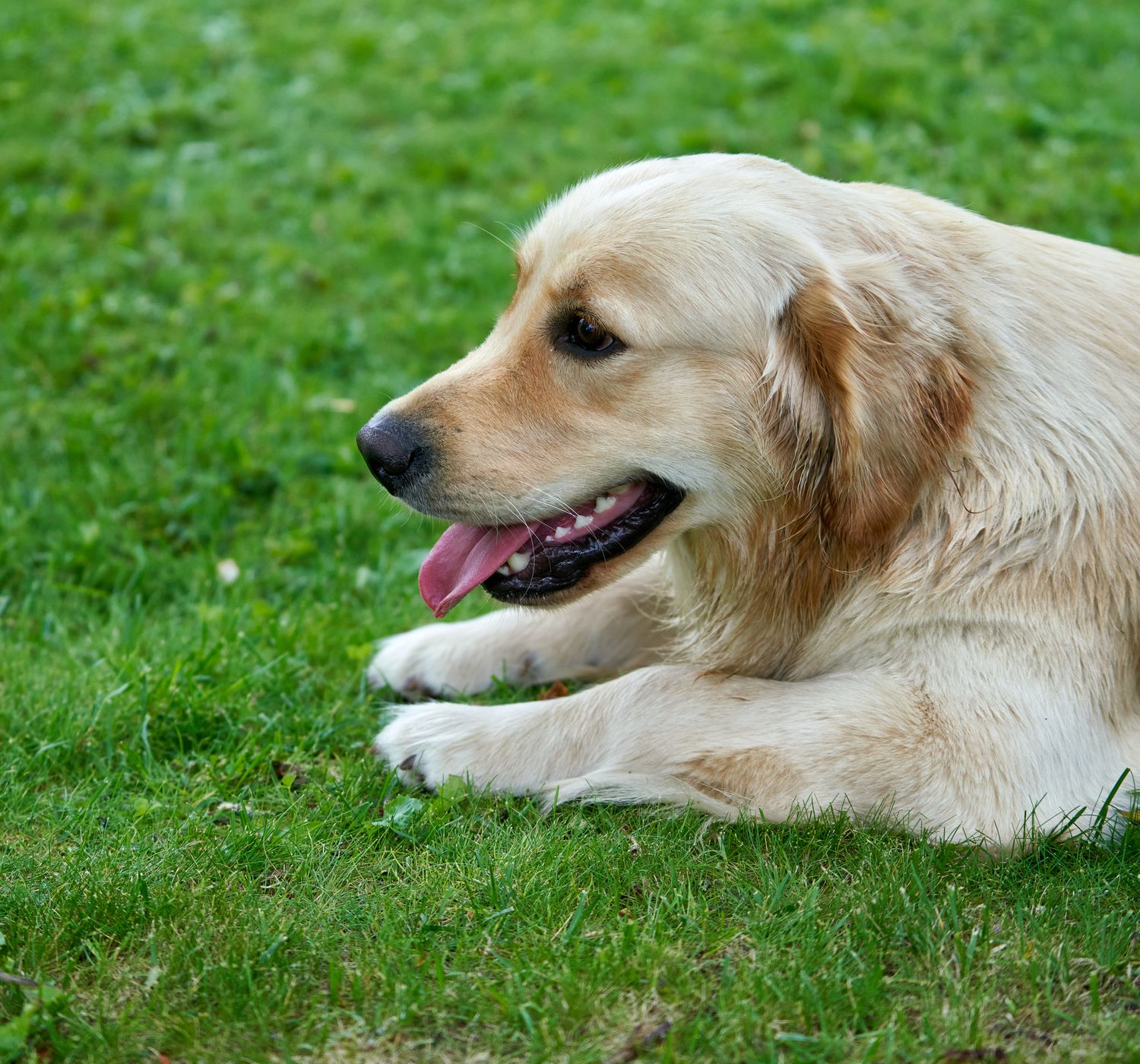 Golden Retriever dog lying on lush green grass with tongue out, showcasing its playful and