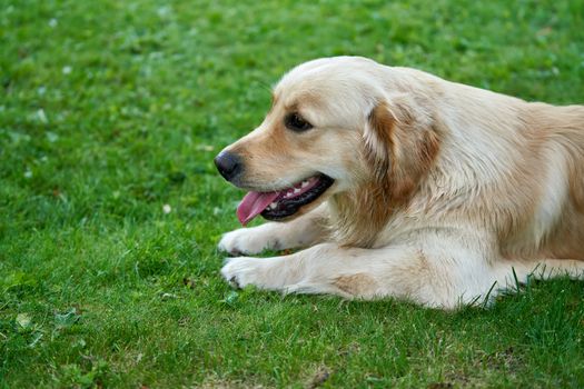 happy golden retriever