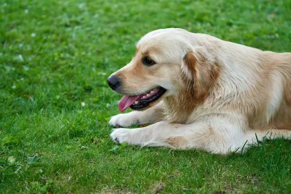 ex-breeding golden retriever
