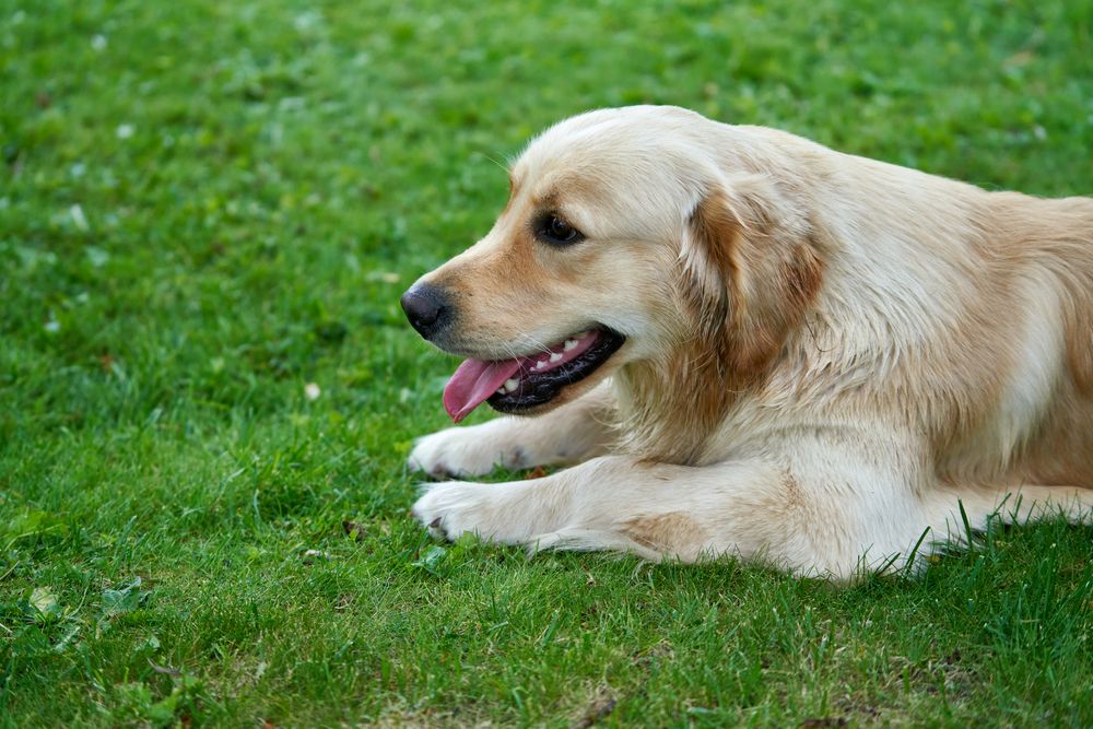 Golden Retriever, photo 2