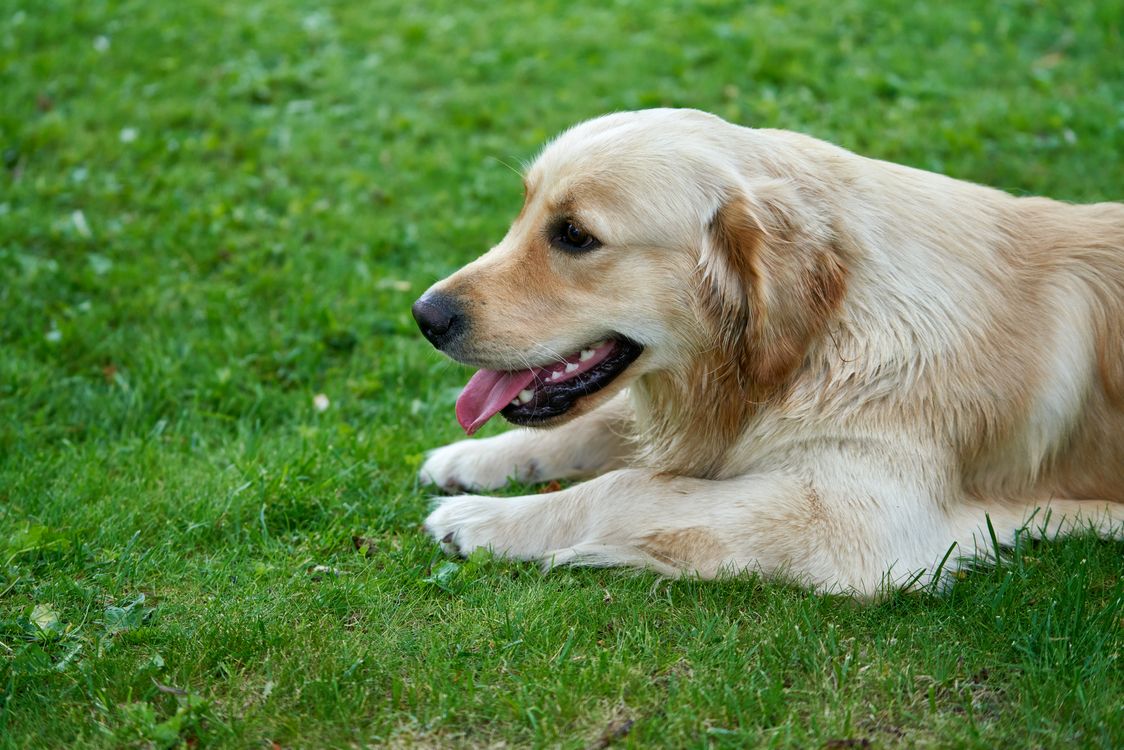 Golden Retriever Lying on Green Grass Field · Free Stock Photo