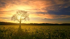 广阔的乡村田野上，日落时分，一棵孤独的树矗立在金黄的天空下