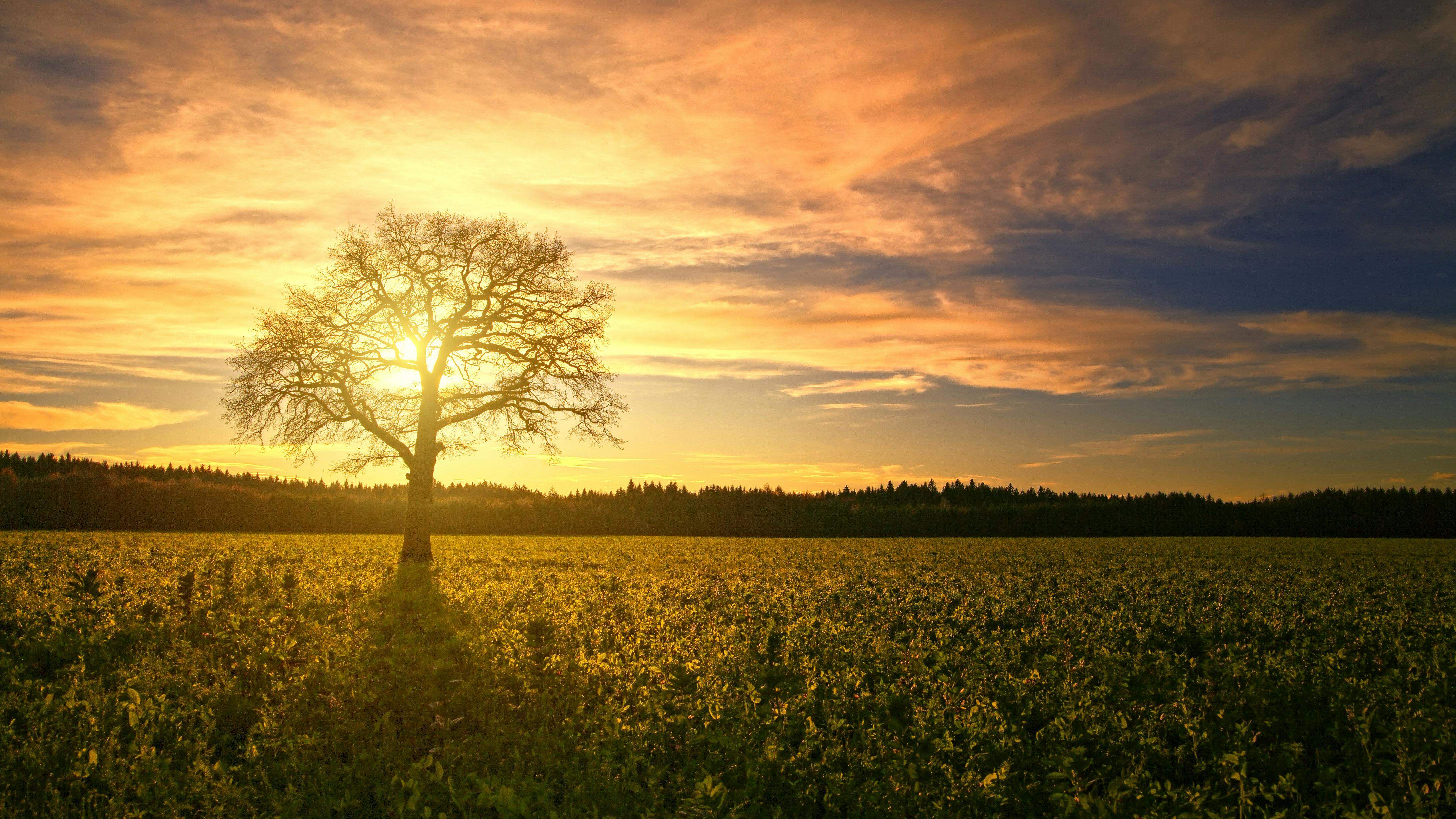 Foto De Stock Gratuita Sobre Amanecer árbol Campo 