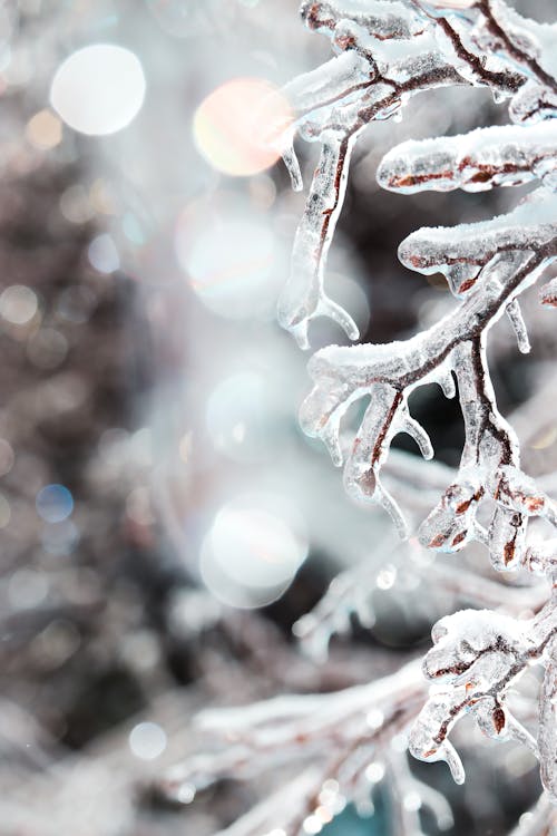 Fotobanka s bezplatnými fotkami na tému iskry, Kanada, kanadská zima