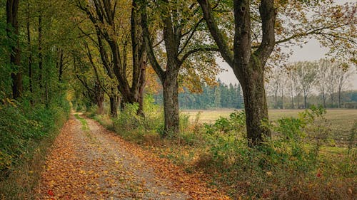 Arbres Au Bord De La Route