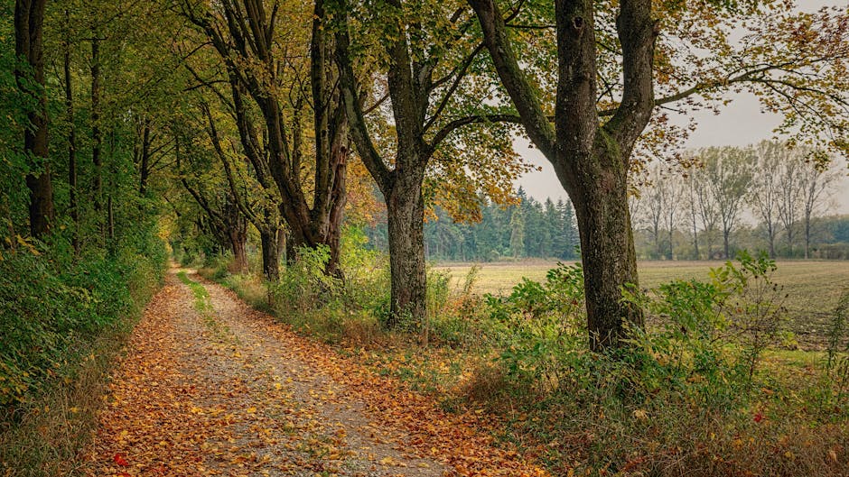 Árvores na estrada