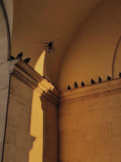 Pigeons perched and flying near a sunlit historic concrete wall.