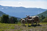 A peaceful scene of sheep grazing in a mountain setting with blue skies and lush greenery.