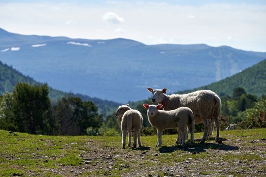 A peaceful scene of sheep grazing in a mountain setting with blue skies and lush greenery.