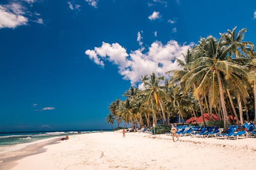 White Sand Beach Near Palm Trees Under Blue Sky