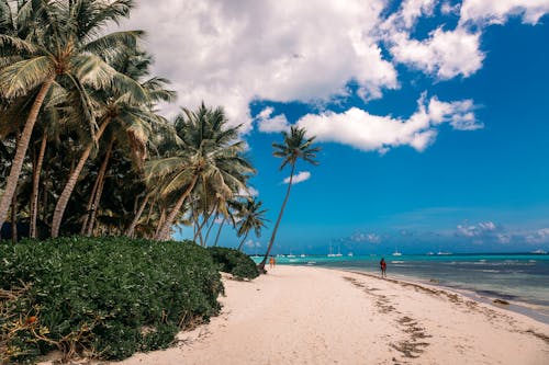 Gratis stockfoto met achtergrond, kust, palmbomen